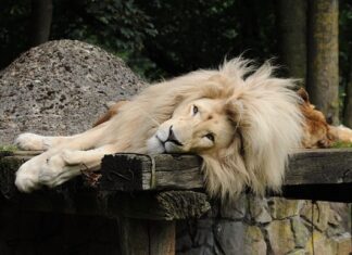 Jaki box Thule wybrać? Jaki box Thule wybrać?