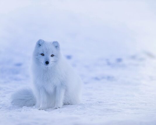 Co oznacza lisi ogon? Co oznacza lisi ogon?