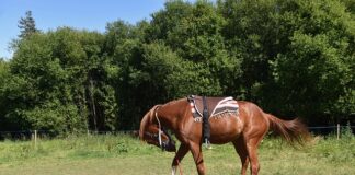 W jakiej odległości montować belki dachowe?