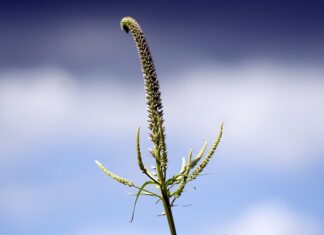 Po czym poznać uszkodzone panewki?