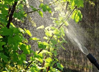 Kiedy najlepiej robić opryski Randapem? Kiedy najlepiej robić opryski Randapem?