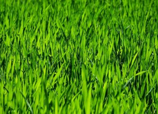 Jak długo utrzymuje się randap w glebie? Jak długo utrzymuje się randap w glebie?