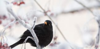 Na czym polega działanie układu wspomagania hamulców hydraulicznych?